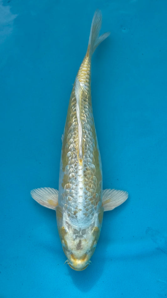 Ginrin Aragoke makashi