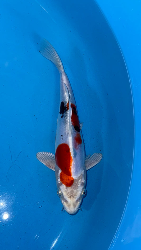 Doitsu Yamatonishiki