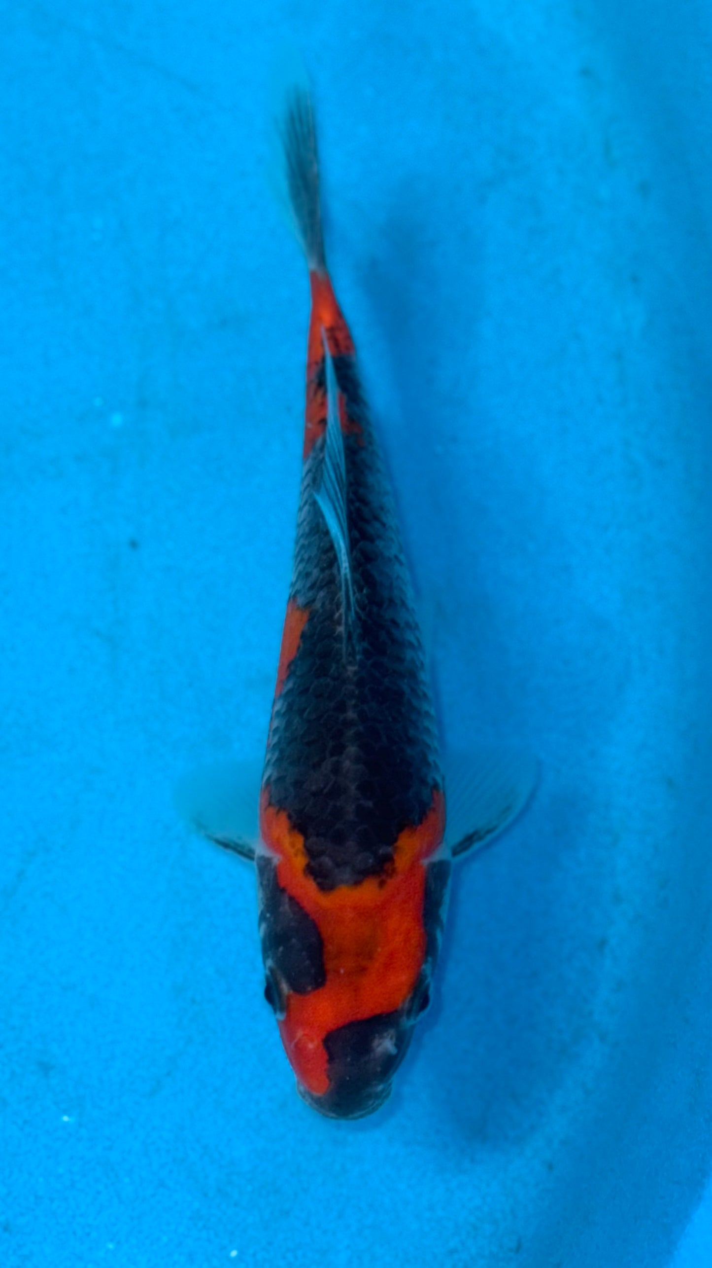Goshiki