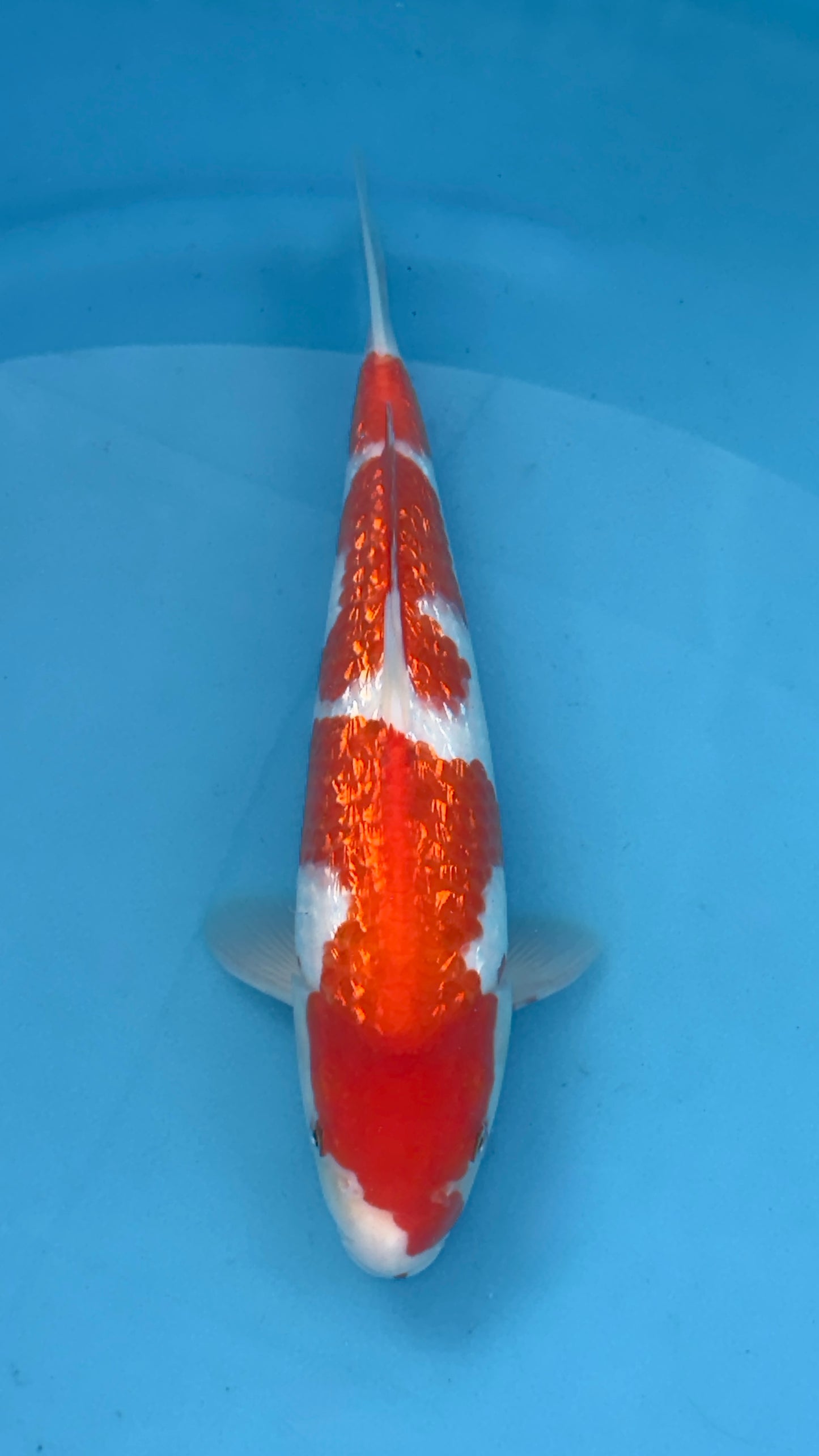 Ginrin Kohaku
