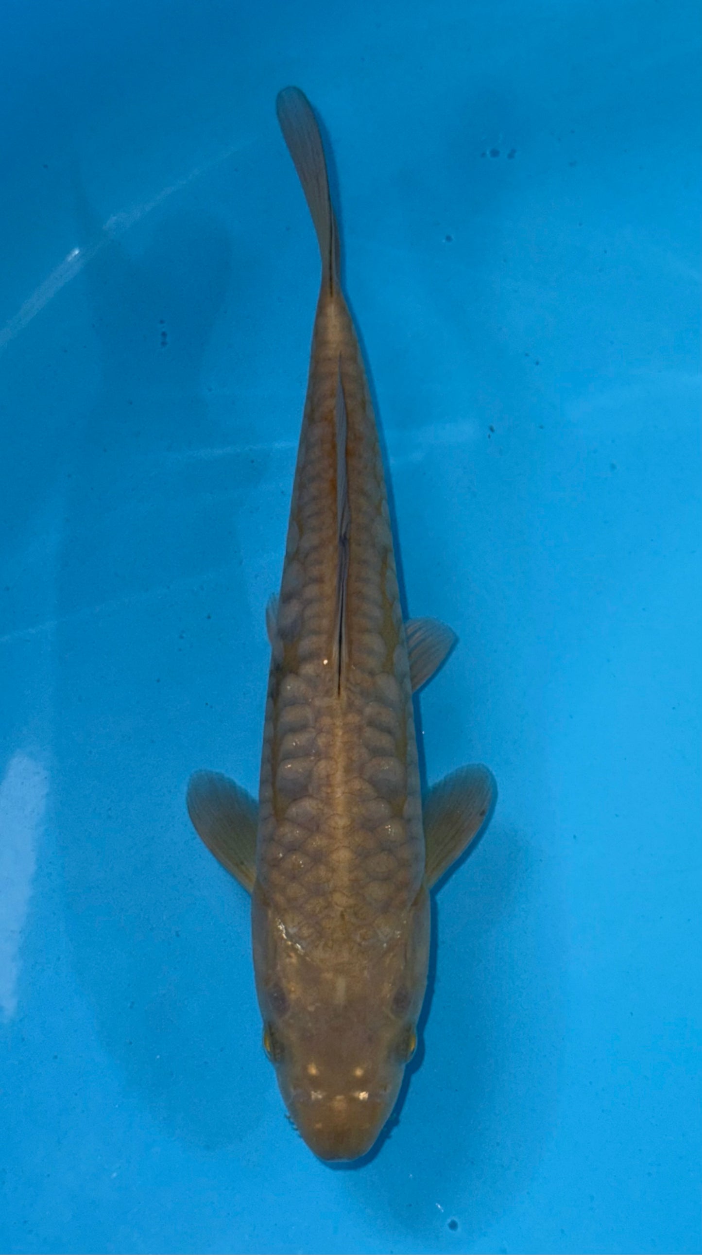 Aragoke Chagoi