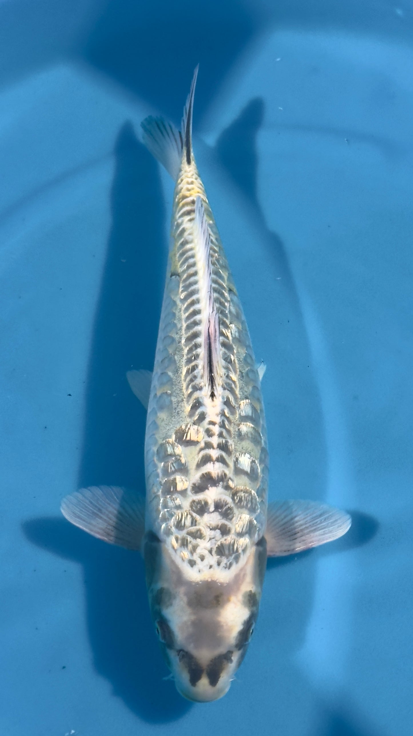 Aragoke kubuto