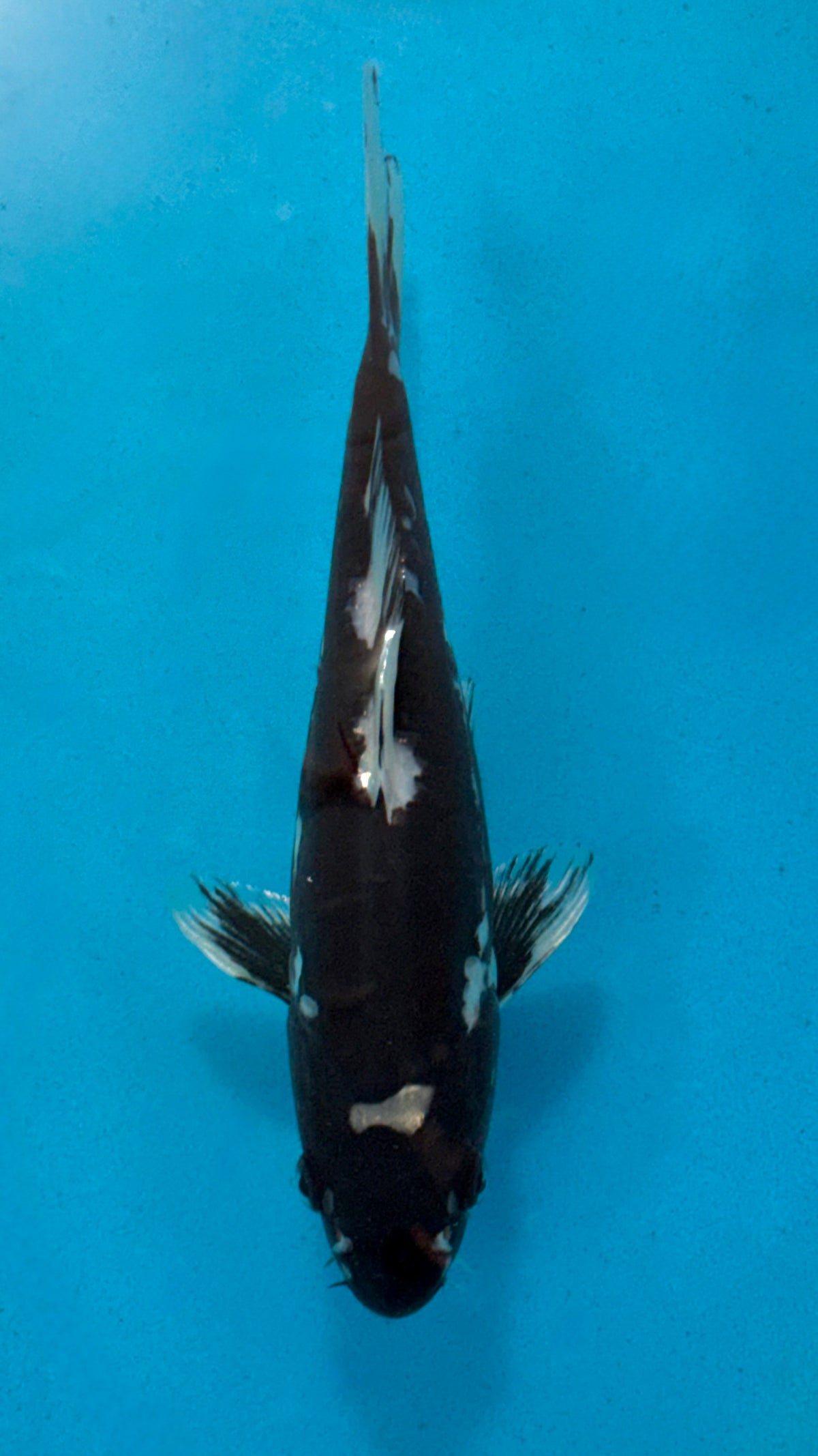 Beni Kikokuryu