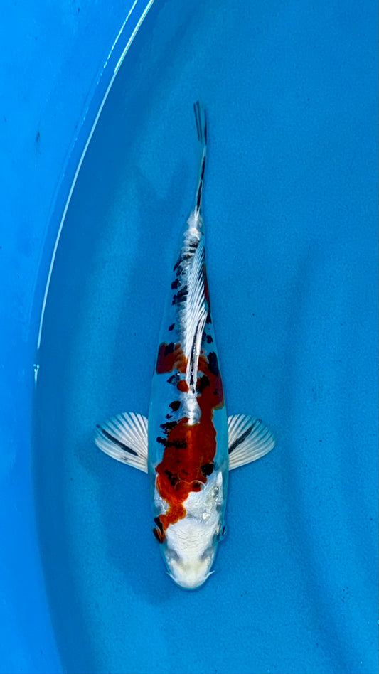 Doitsu Yamatonishiki