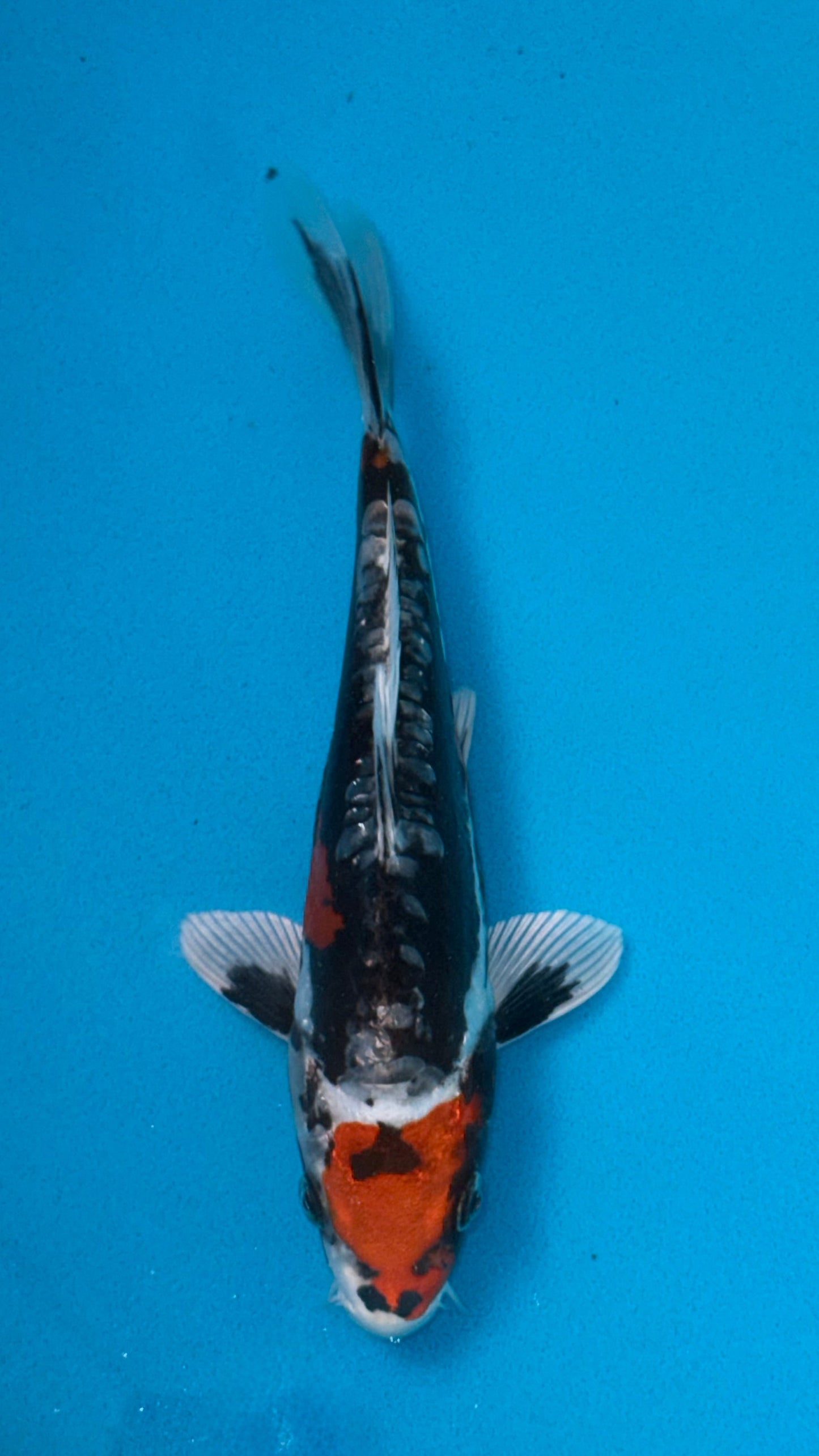 Beni Kikokuryu