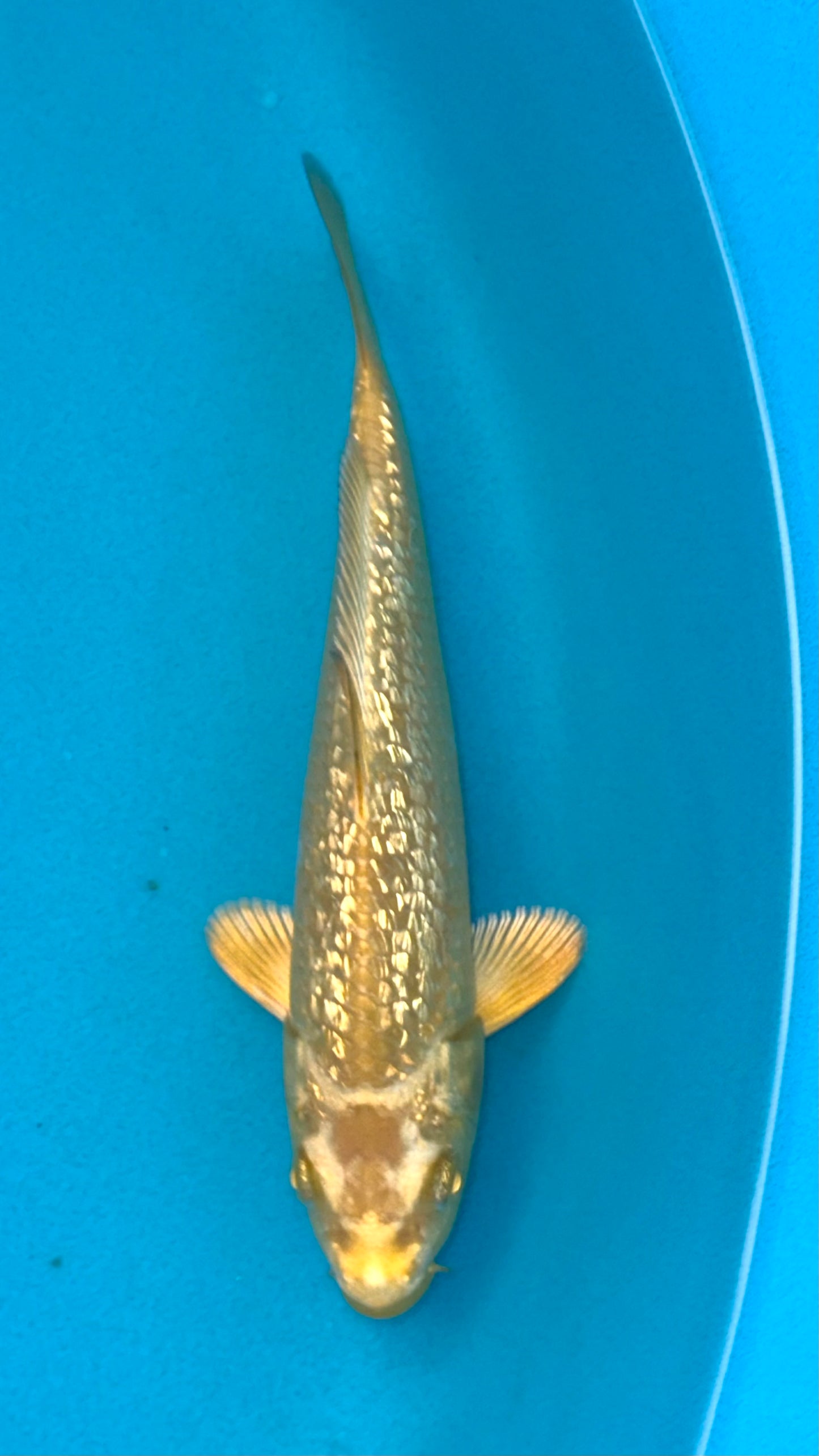 Ginrin Makashi Ogon