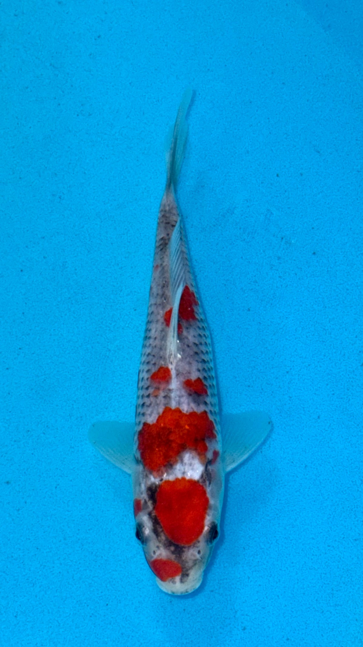 Goshiki