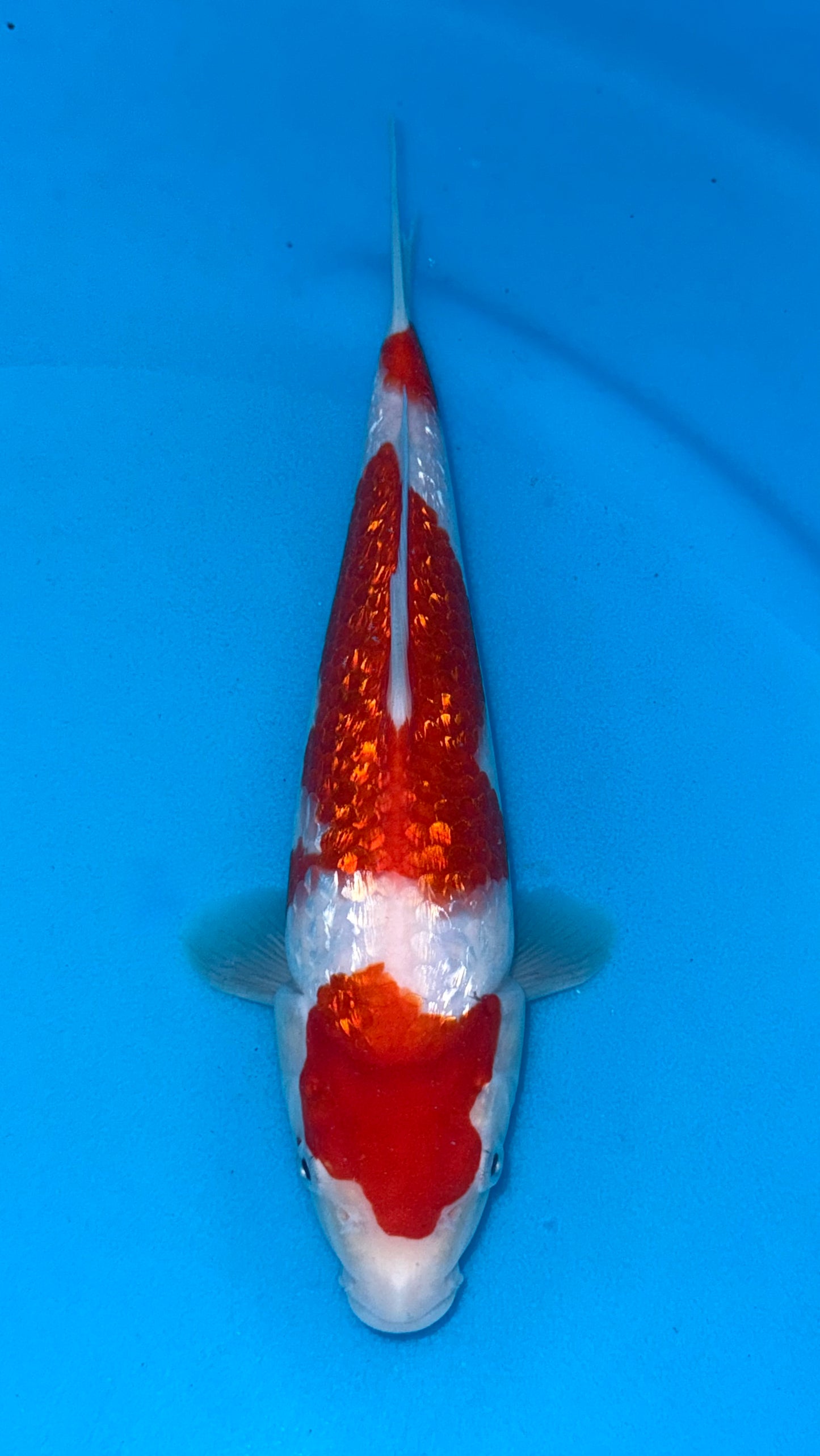 Kohaku