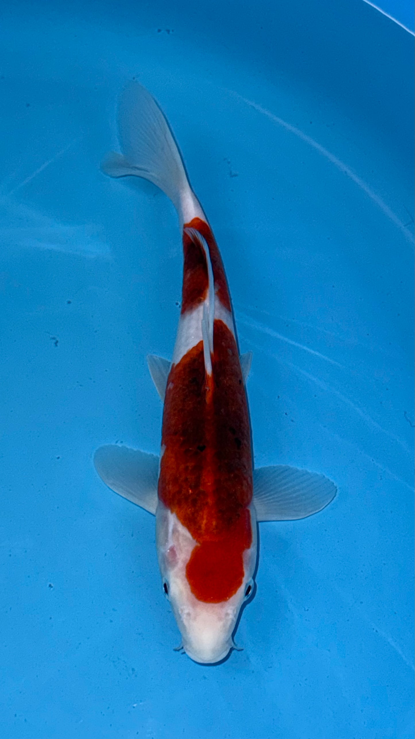 Goromo