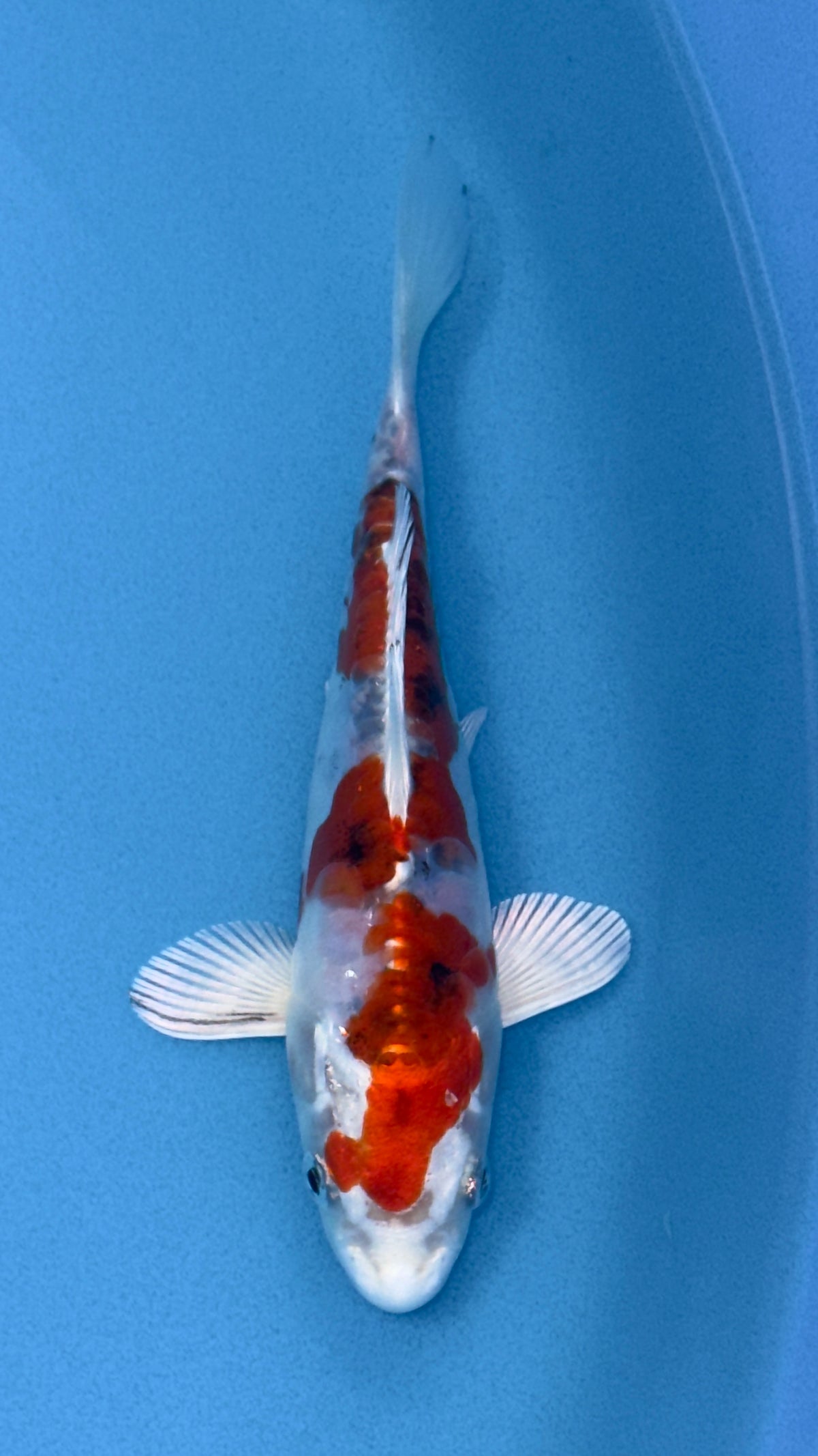 Doitsu Yamatonishiki