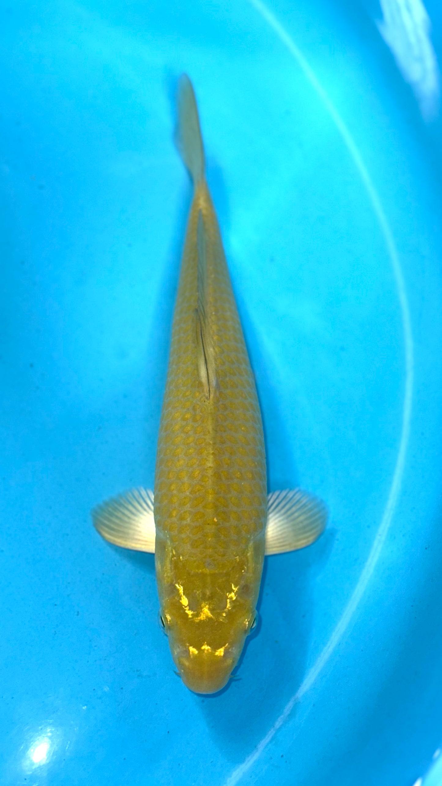 Matalic Chagoi
