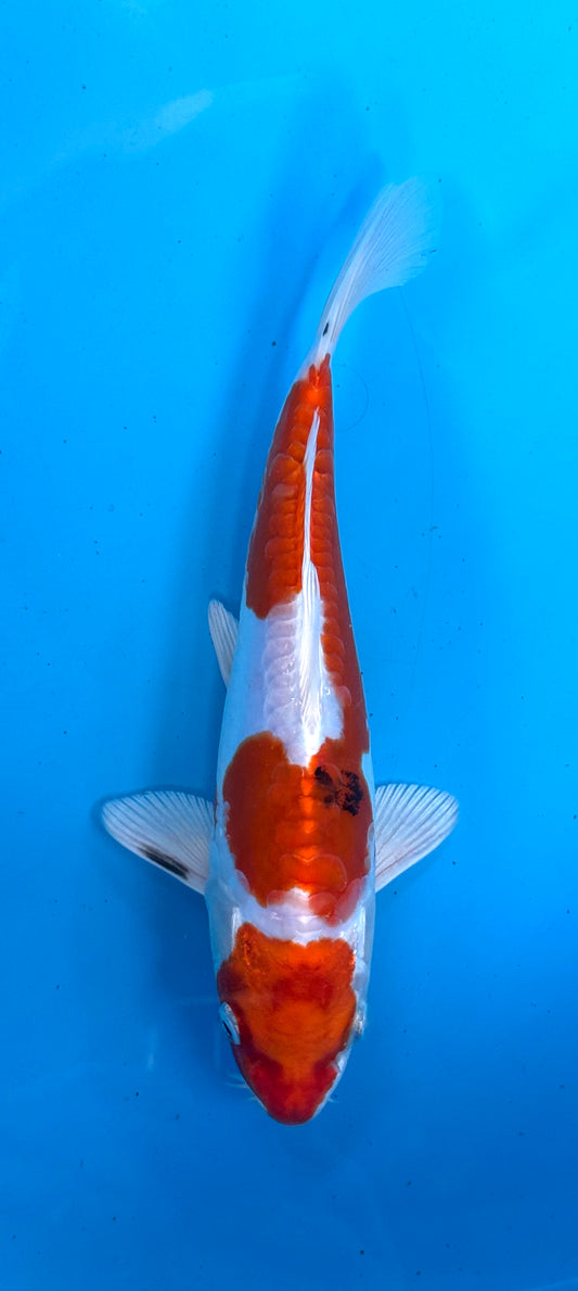 Doitsu Yamatonishiki