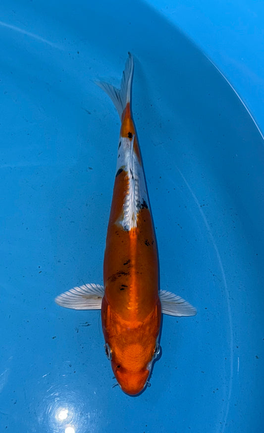 Doitsu Yamatonishiki