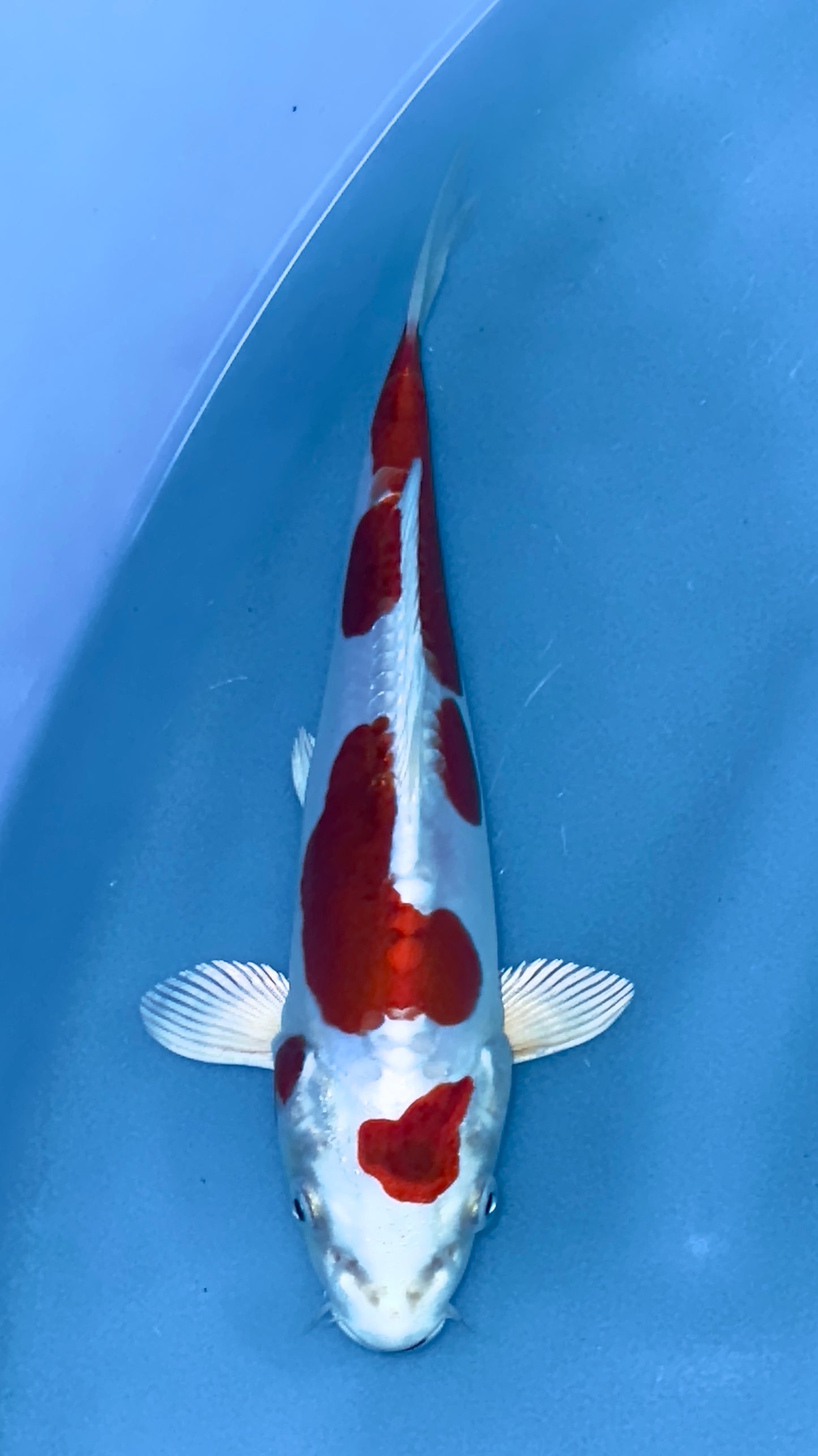 Kikusui