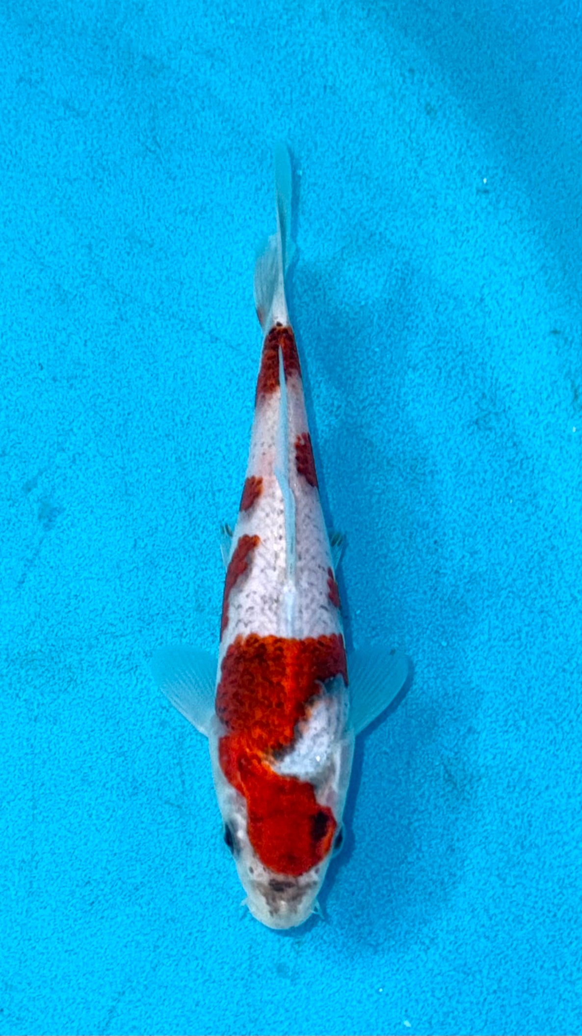 Goshiki