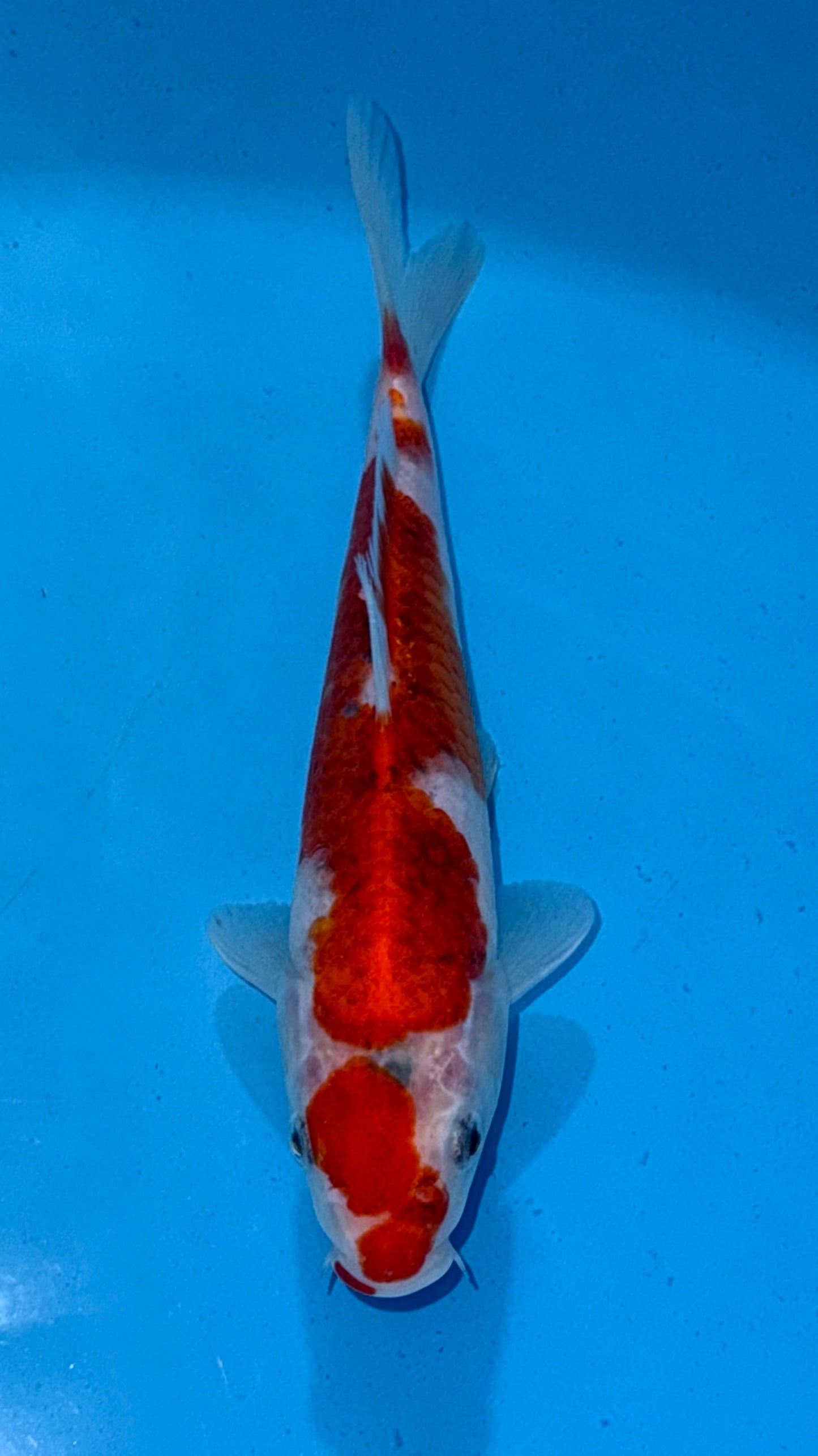 Koromo