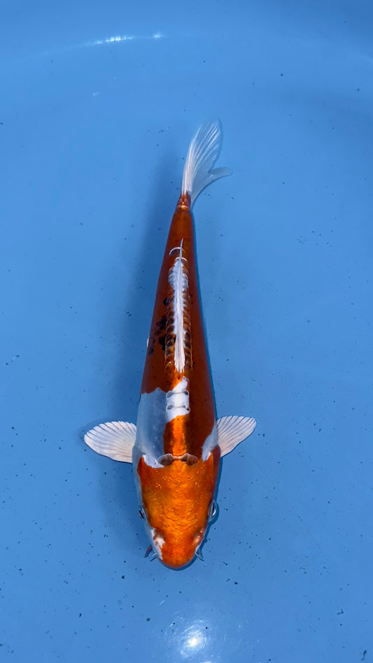 Doitsu Yamatonishiki