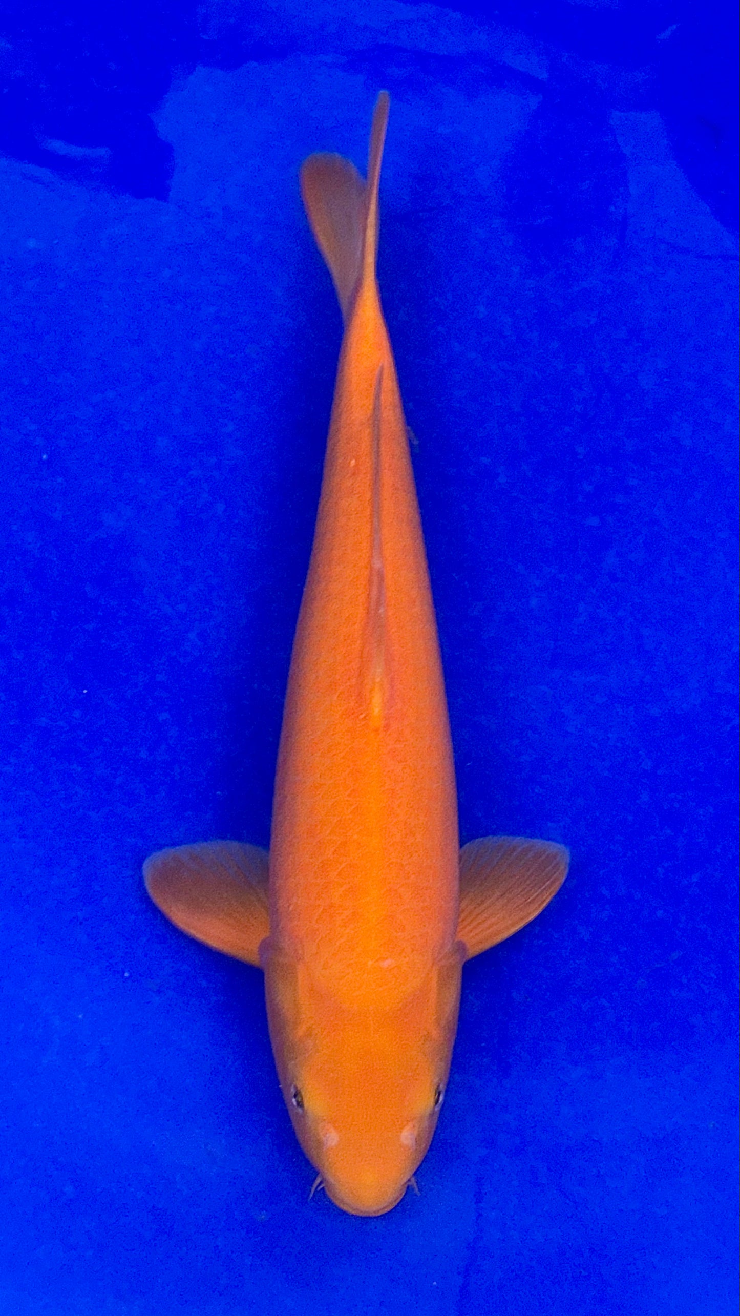 Beni Karashigoi