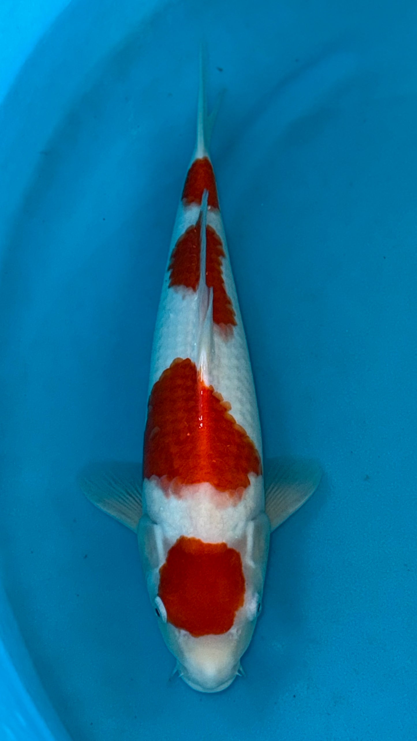 Marutan Kohaku