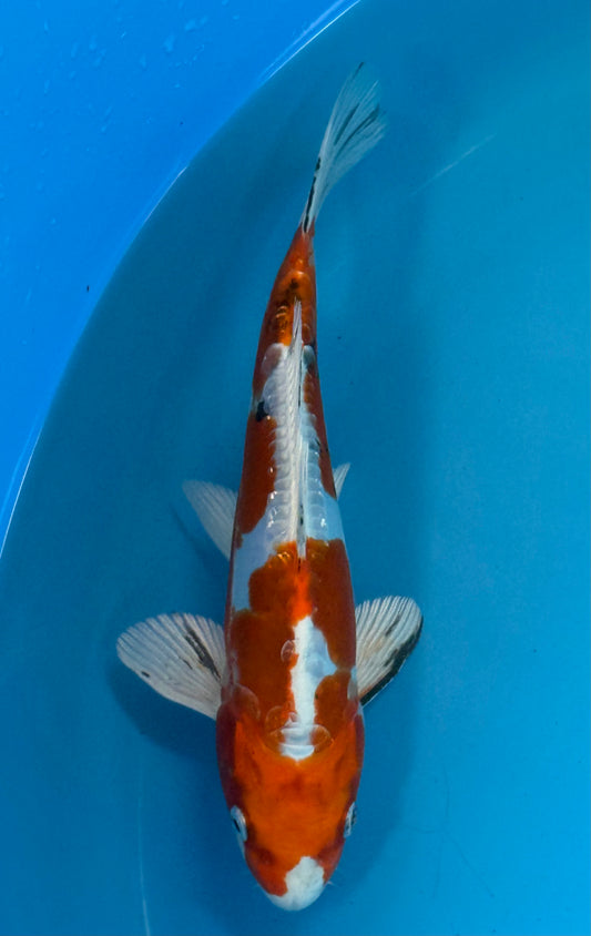 Doitsu Yamatonishiki