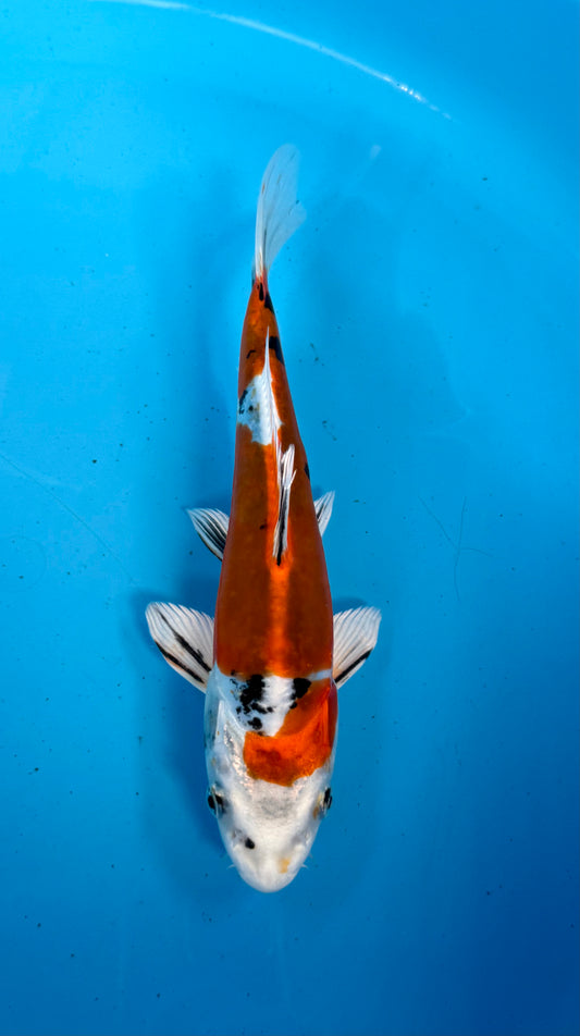 Doitsu Yamatonishiki