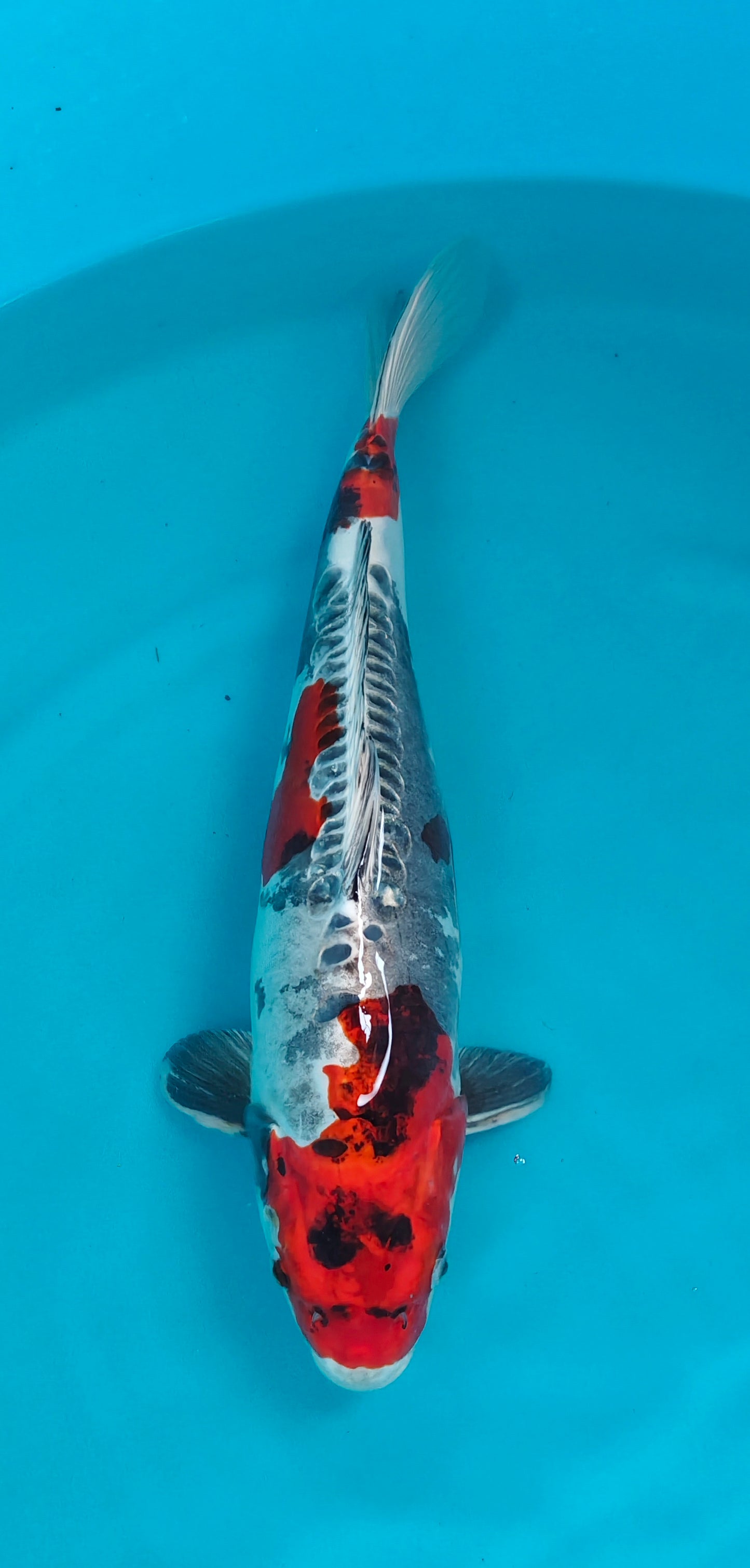 Beni kikokuryu