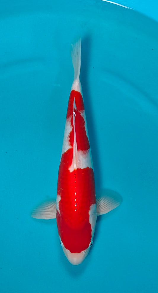 Kohaku