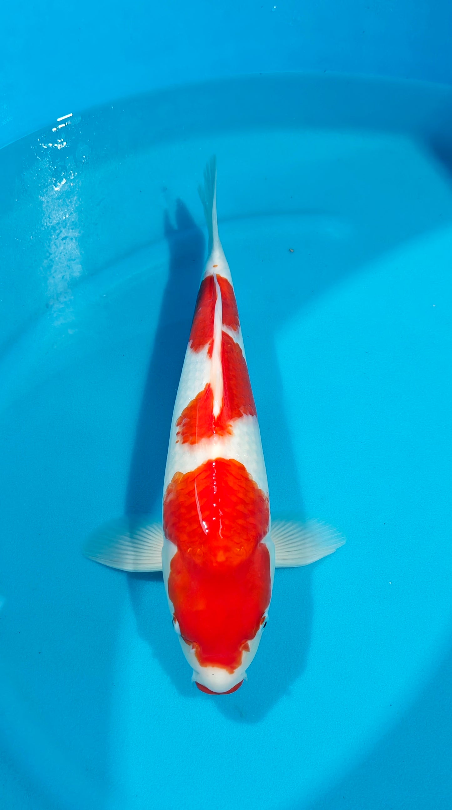 Kohaku