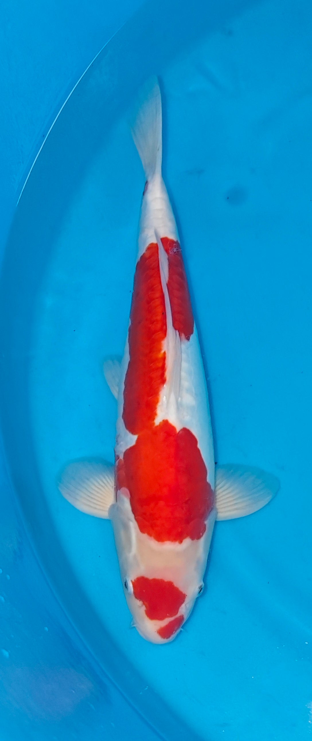 Doitsu Kohaku