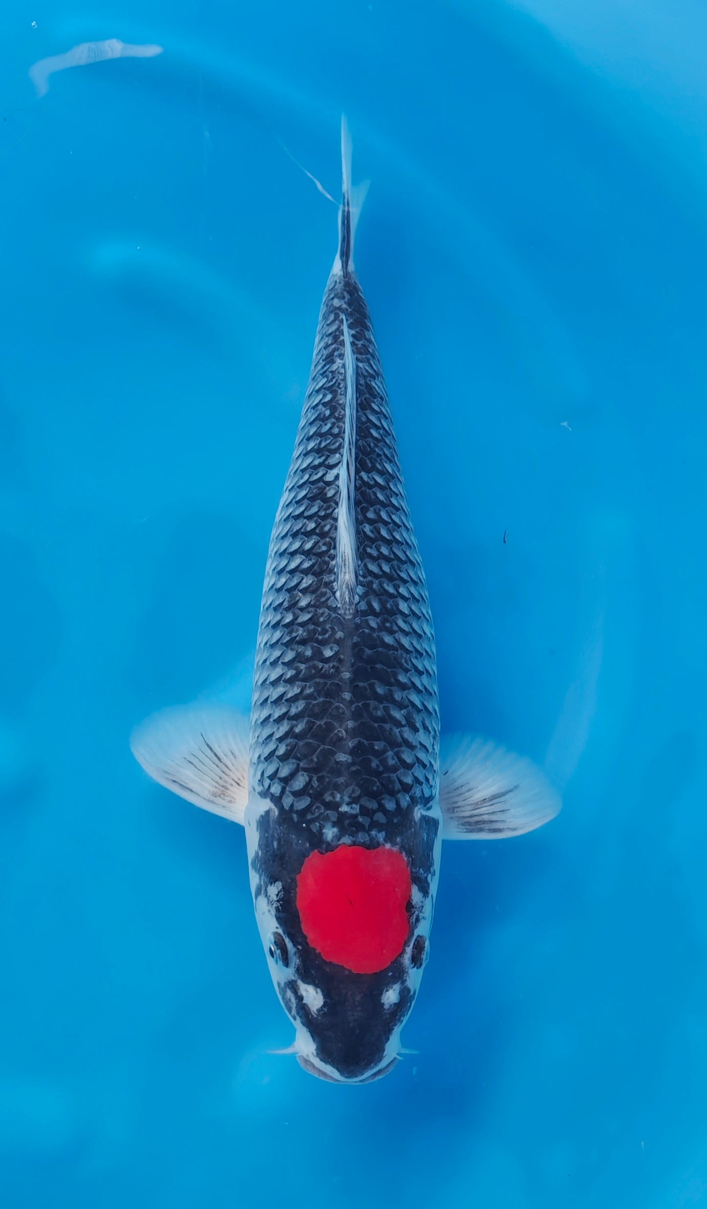 Tancho Goshiki
