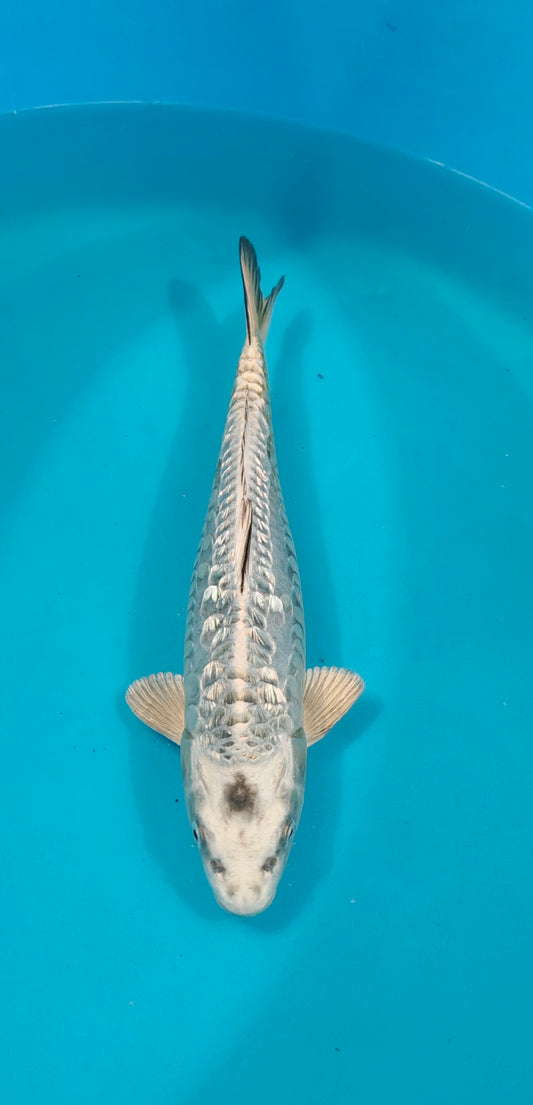 Doitsu Ginrin Kubuto Ref: WO-6033-2