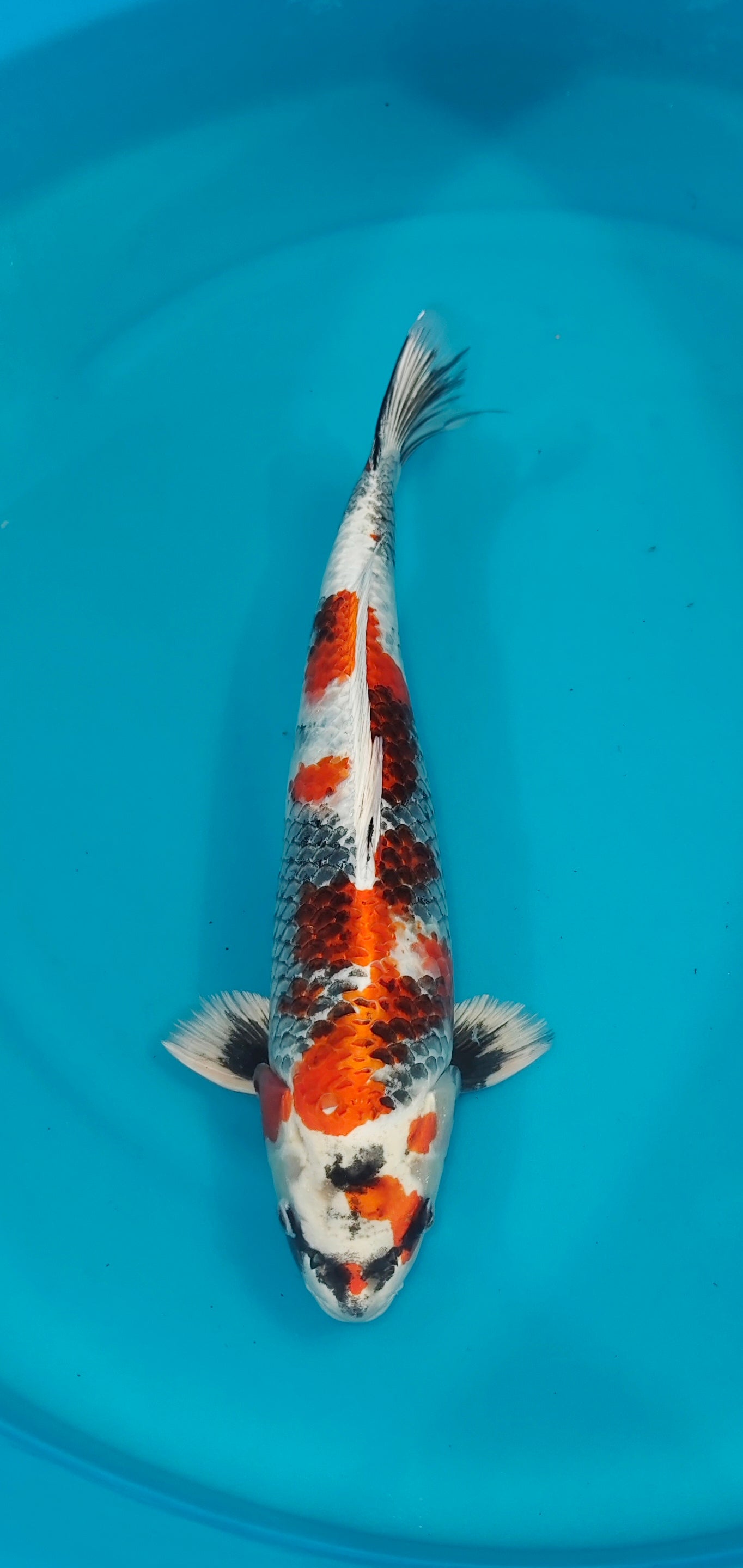 Kin Showa Ref: WO-6065-1