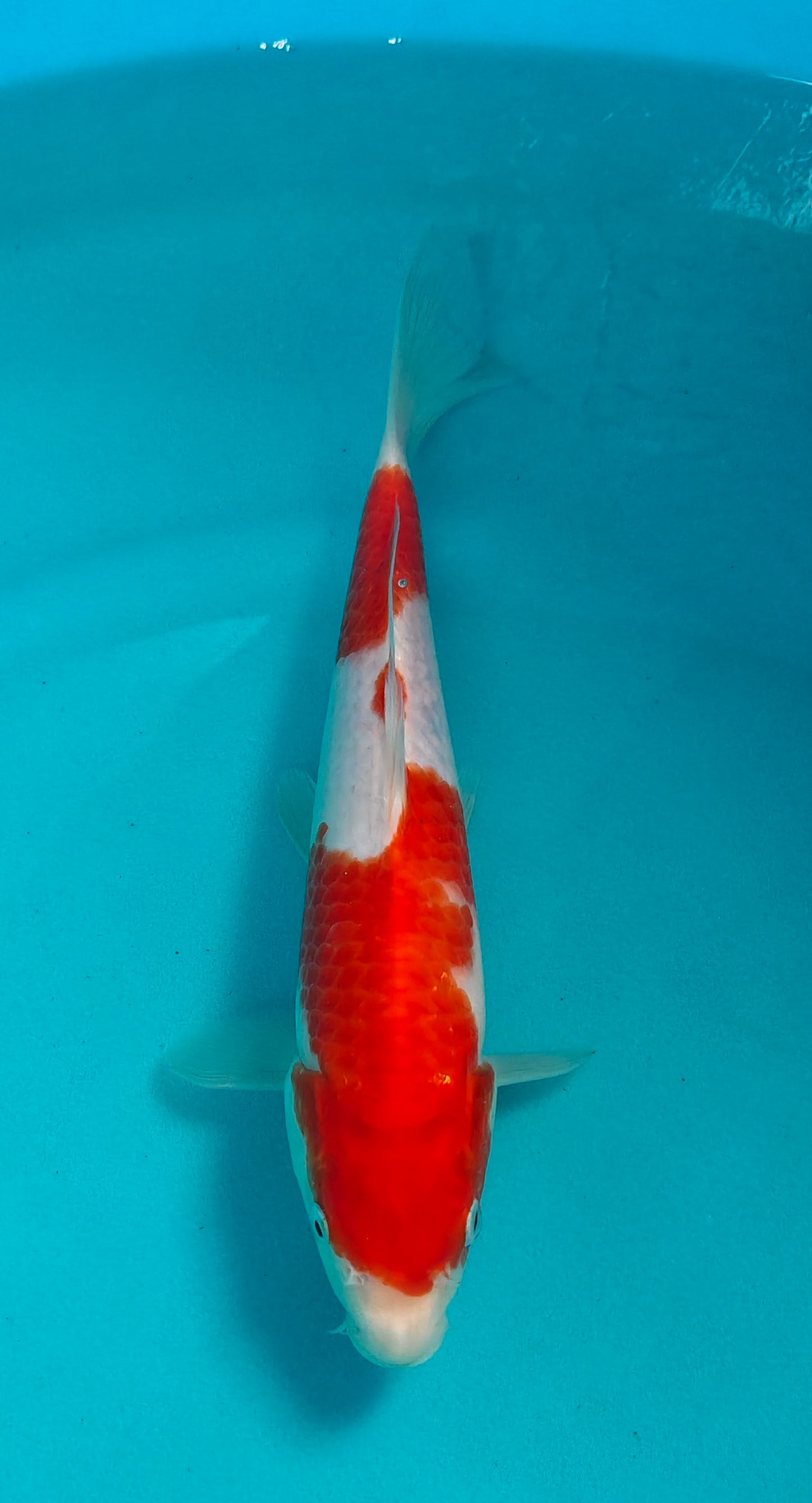 Kohaku