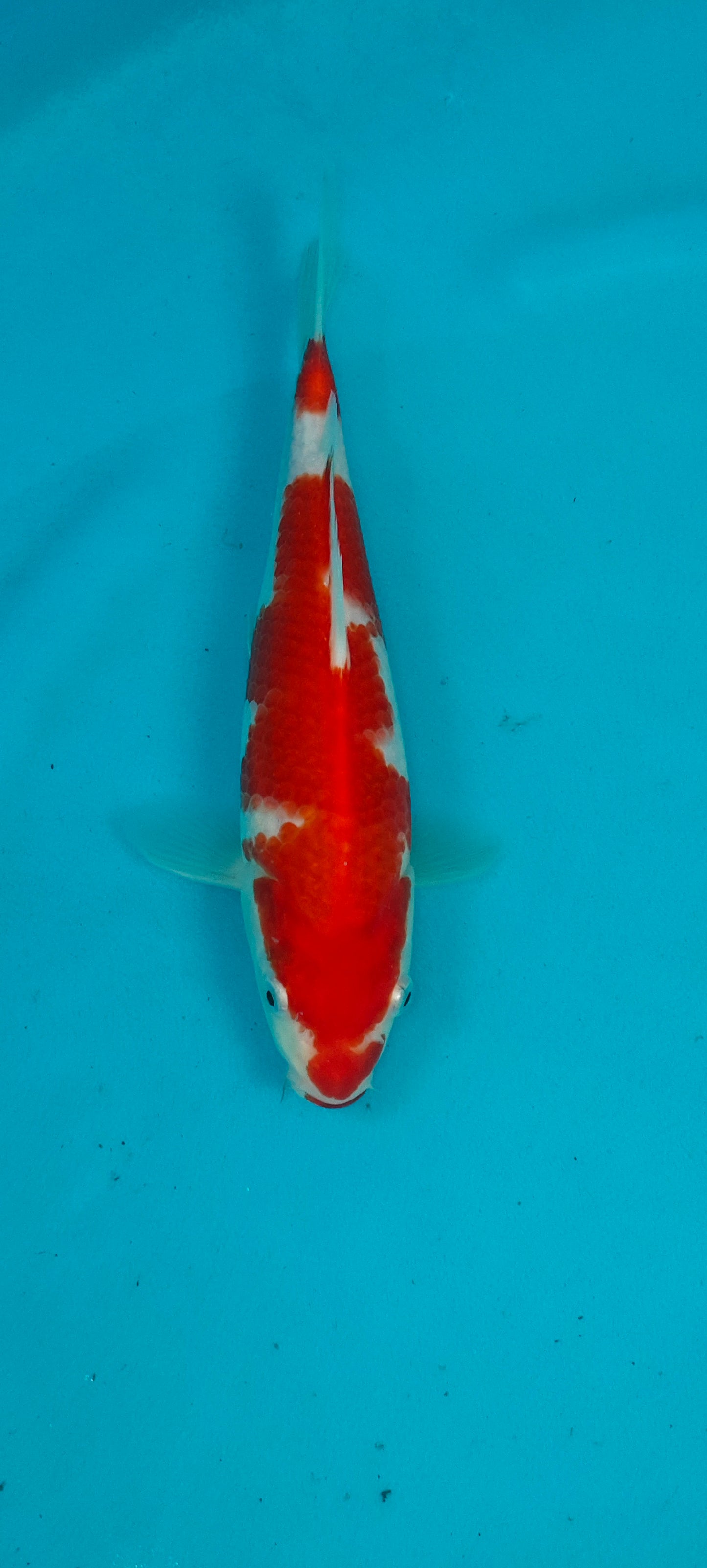 Kohaku