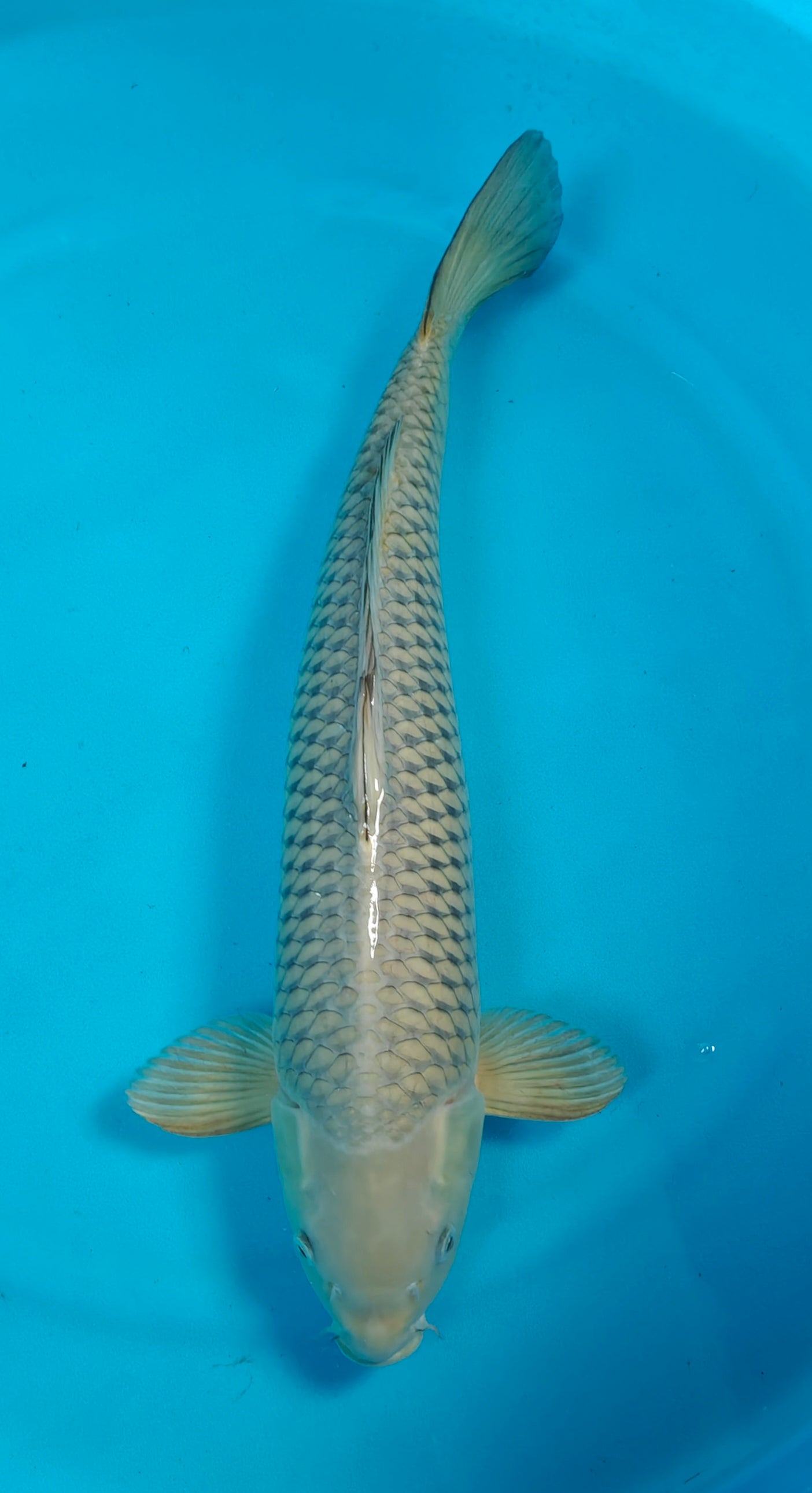 Chagoi