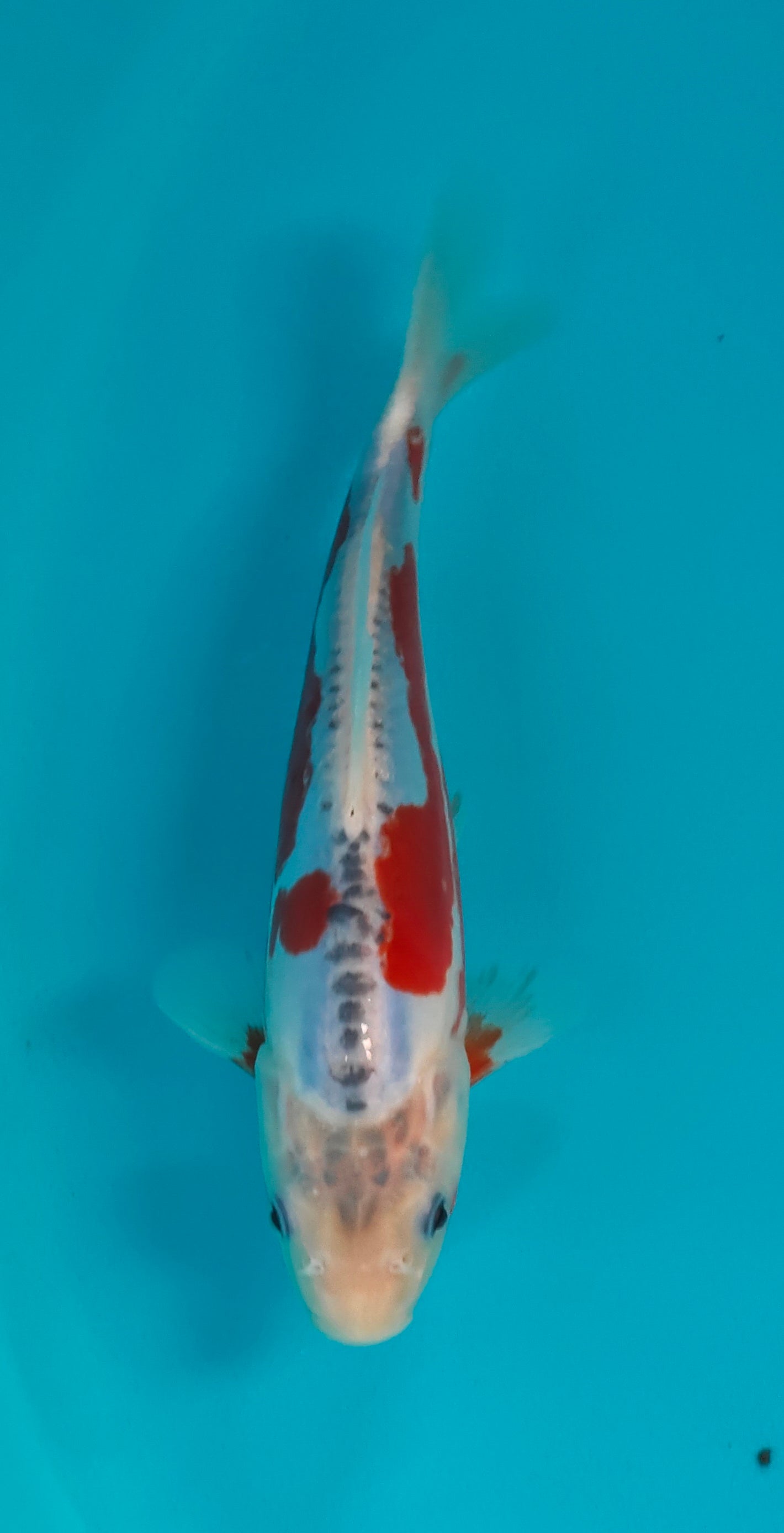 Shusui