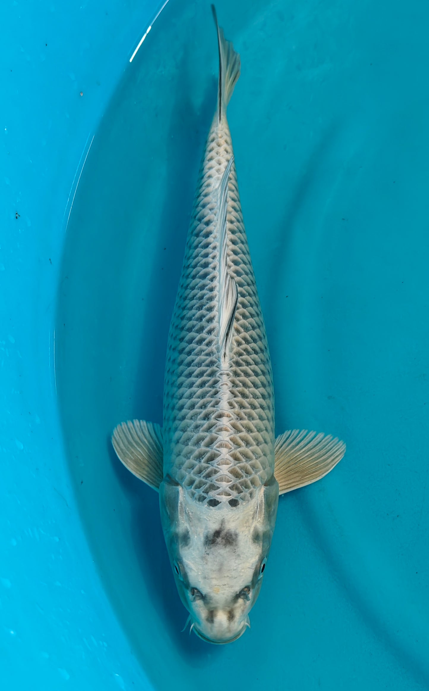 Makashi Ogon Ref: WO-6033-6