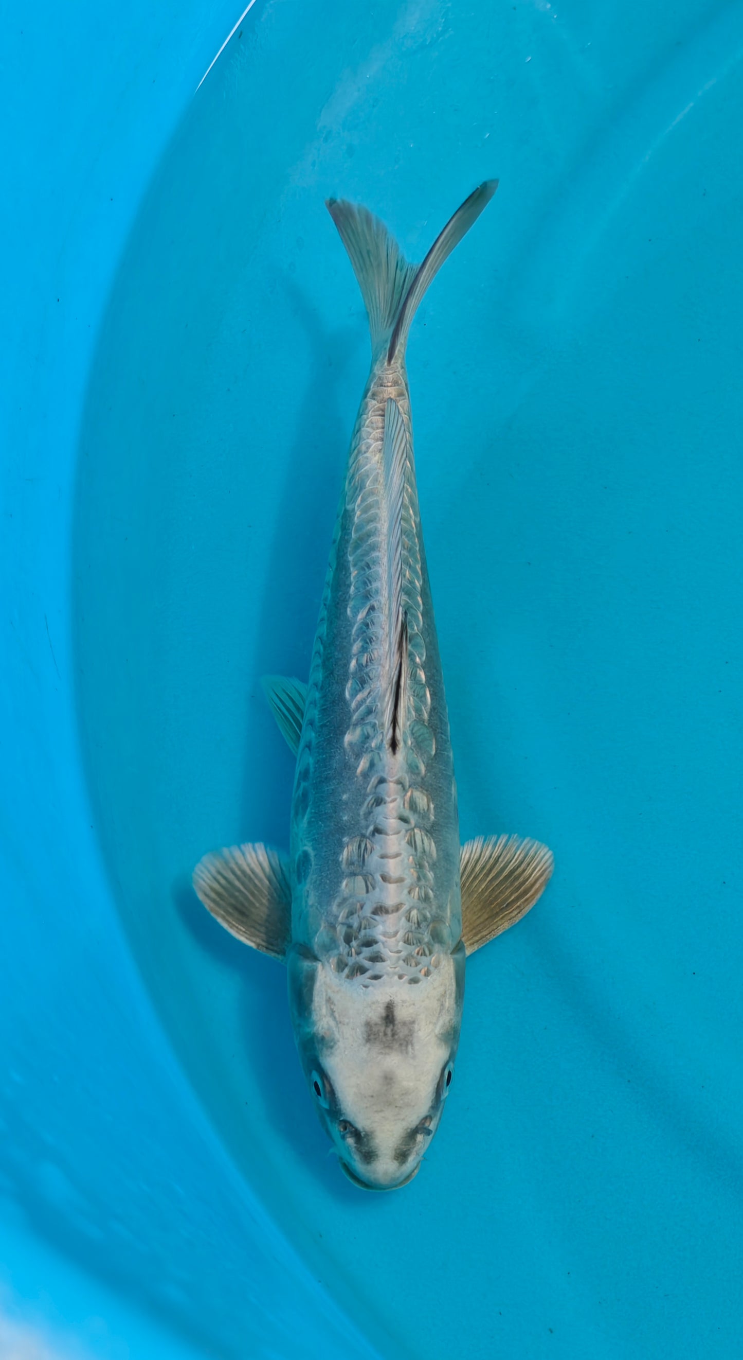 Doitsu Ginrin Kubuto Ref: WO-6033-3