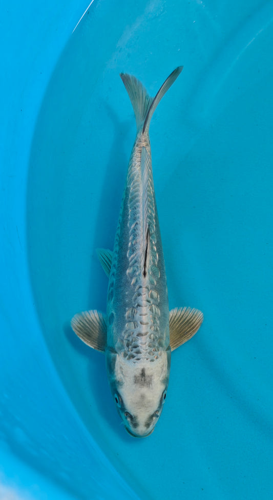 Doitsu Ginrin Kubuto Ref: WO-6033-3