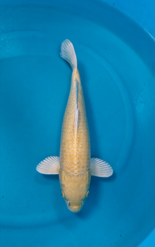 Yamabuki Ref: WO-6005-1