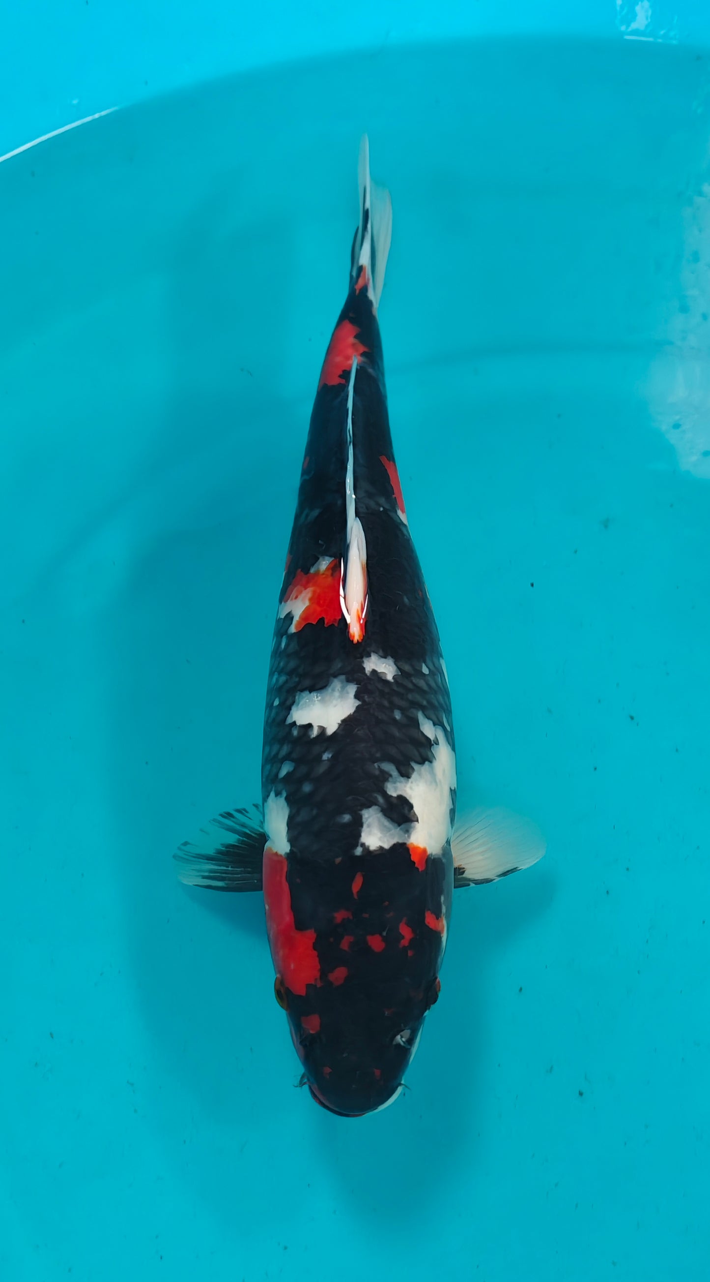 Showa Ref: WO-6005-2