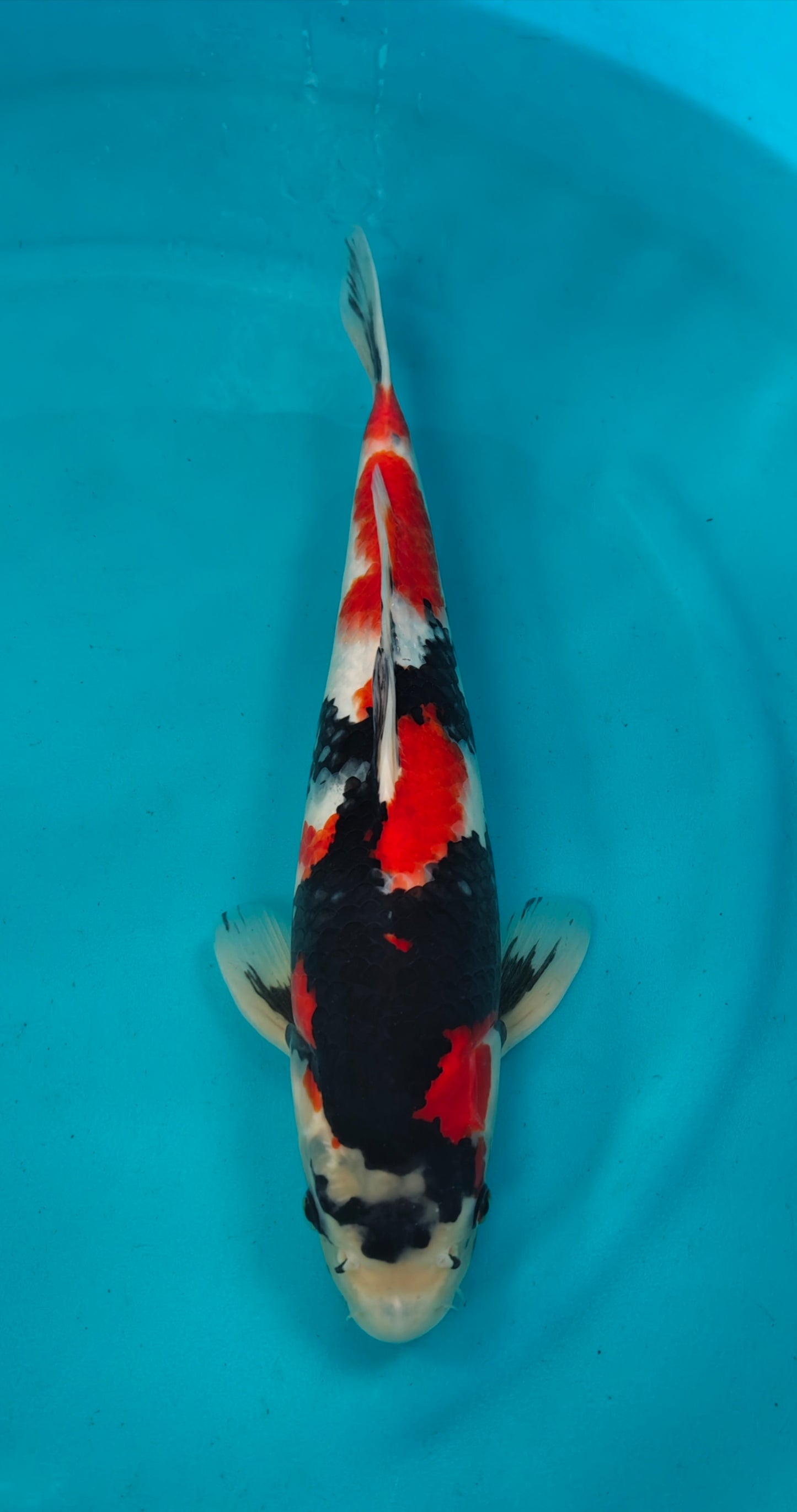 Showa Ref: WO-6005-3