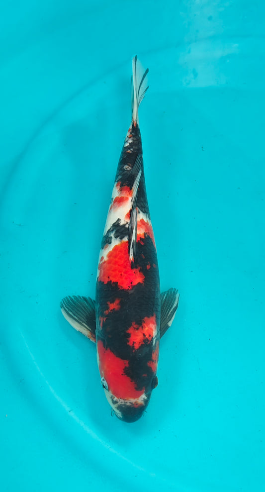 Showa Ref: WO-6005-4