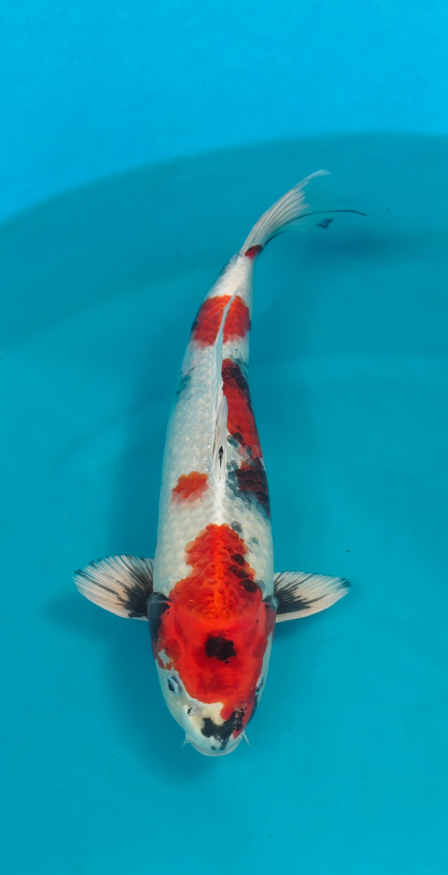 Kin Showa Ref: WO-6065-2