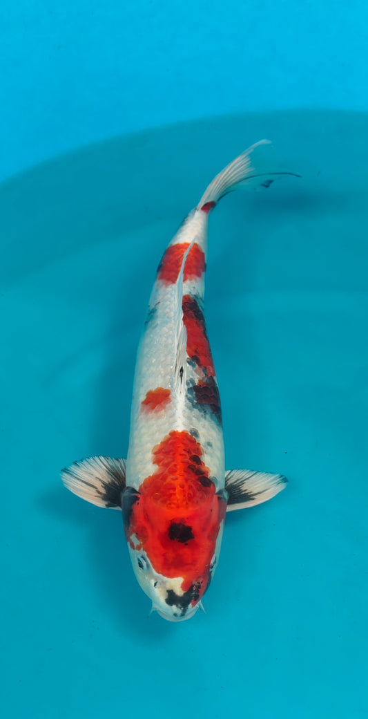 Kin Showa Ref: WO-6065-2