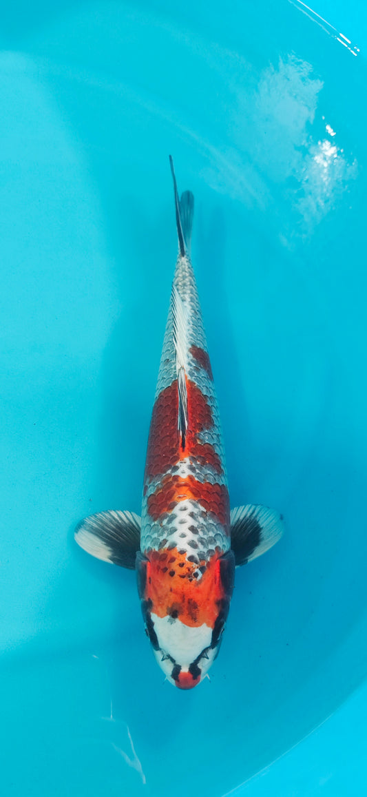 Beni Ginga Ref: WO-6065-5