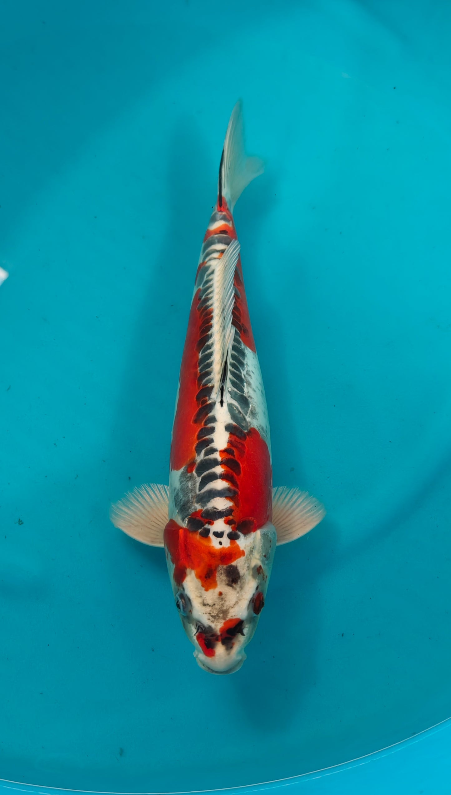 Beni Kikokuryu Ref: WO- 6065-6