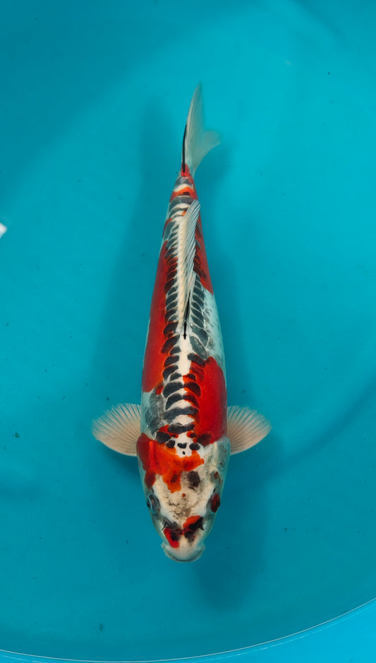 Beni Kikokuryu Ref: WO- 6065-6