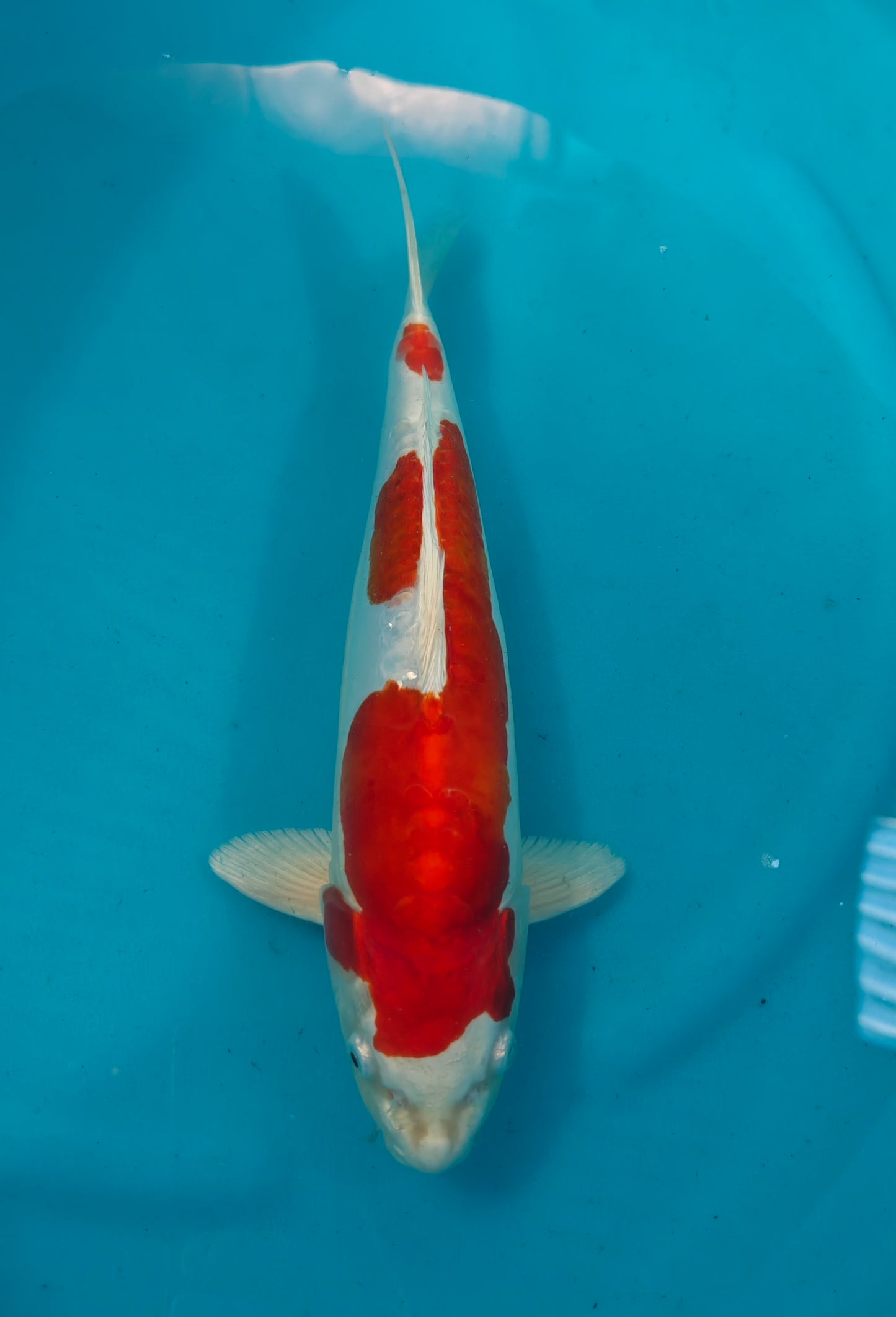 Kikusui Ref: WO-6065-7