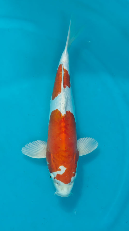 Kikusui Ref: WO-6065-8